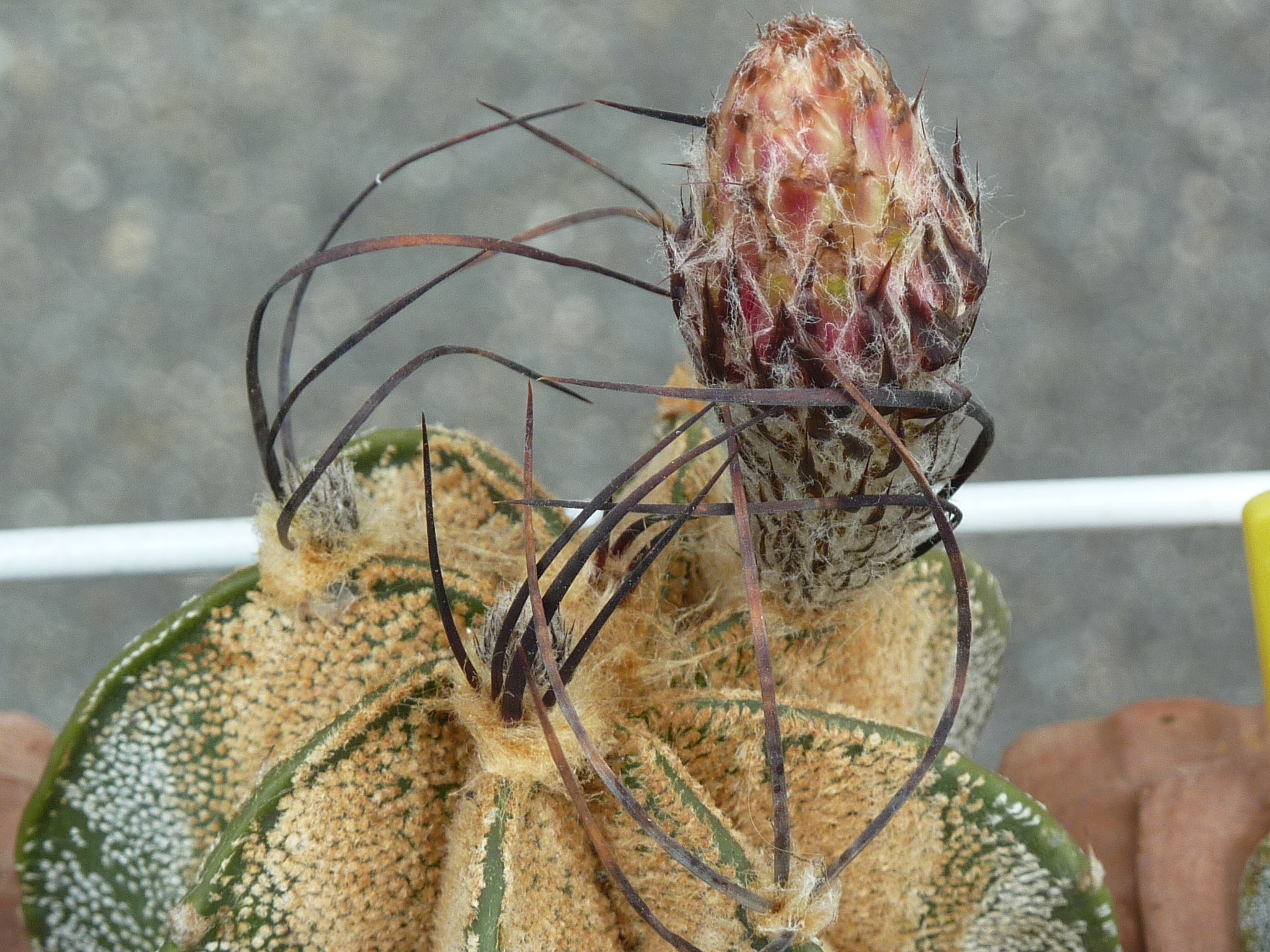 Astrophytum Capricorne macrofoto