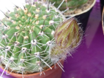 Echinopsis aurea var sierragrandensis