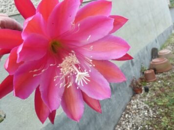 2024-06-15 epiphyllum Cinnabar