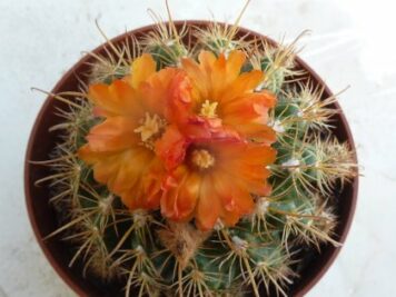 Parodia schwebsiana orange