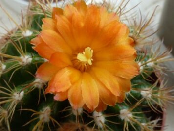 Parodia schwebsiana orange