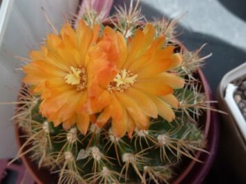 Parodia schwebsiana orange